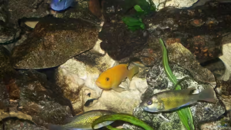 Besatz im Aquarium Becken 7368 von Andreas Hesse (24)