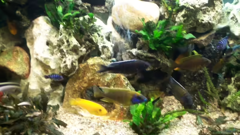 Besatz im Aquarium Becken 7368 von Andreas Hesse (27)