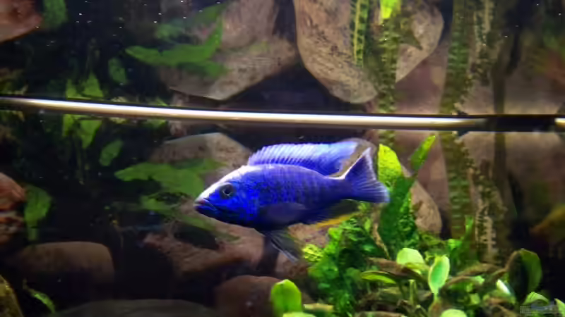 Besatz im Aquarium Becken 7368 von Andreas Hesse (31)