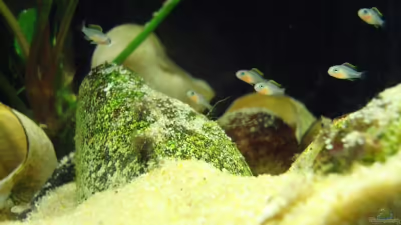 Besatz im Aquarium Becken 7393 von AndiX (3)