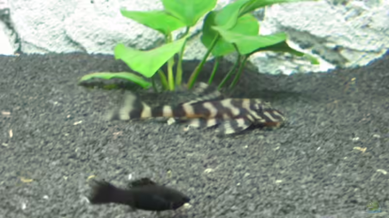 Besatz im Aquarium Becken 7411 von Marcel (4)