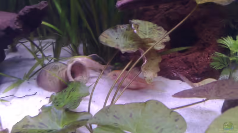 Besatz im Aquarium Becken 7417 von Chris (10)