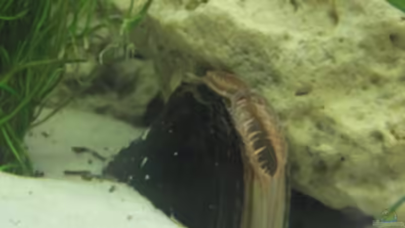 Besatz im Aquarium Becken 7424 von Skalar Fan (22)