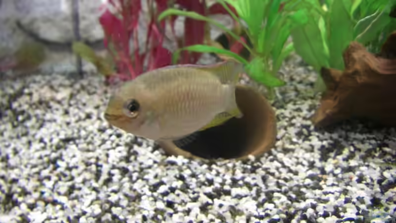 Besatz im Aquarium Becken 7427 von Florian Glaser (11)