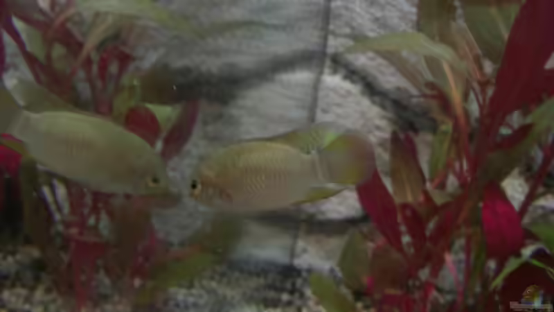 Besatz im Aquarium Becken 7427 von Florian Glaser (12)