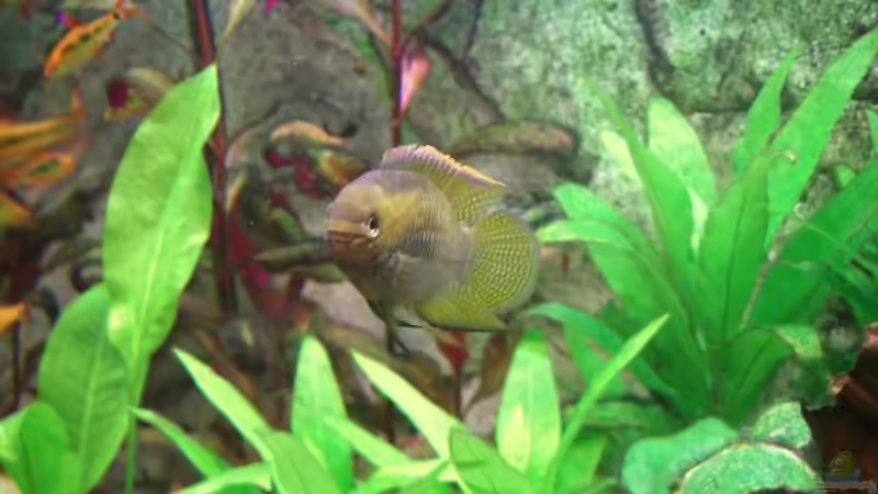 Besatz im Aquarium Becken 7427 von Florian Glaser (13)