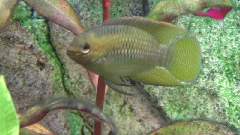 Besatz im Aquarium Becken 7427 von Florian Glaser (14)