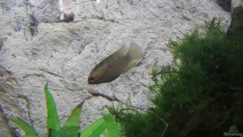 Besatz im Aquarium Becken 7427 von Florian Glaser (9)