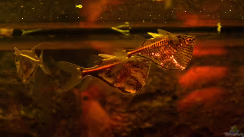 Besatz im Aquarium Becken 7435 von Mattie (8)