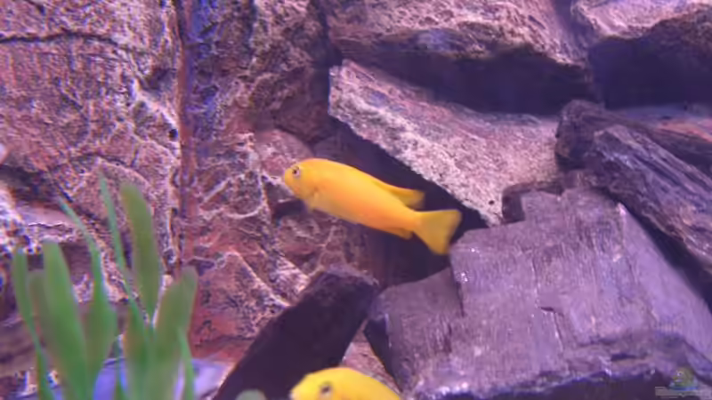 Besatz im Aquarium Becken 7438 von Rico Köhler (10)