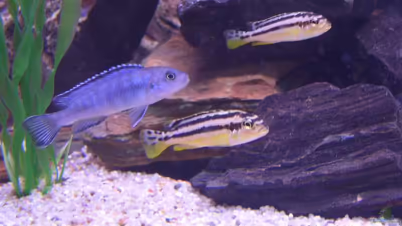 Besatz im Aquarium Becken 7438 von Rico Köhler (8)