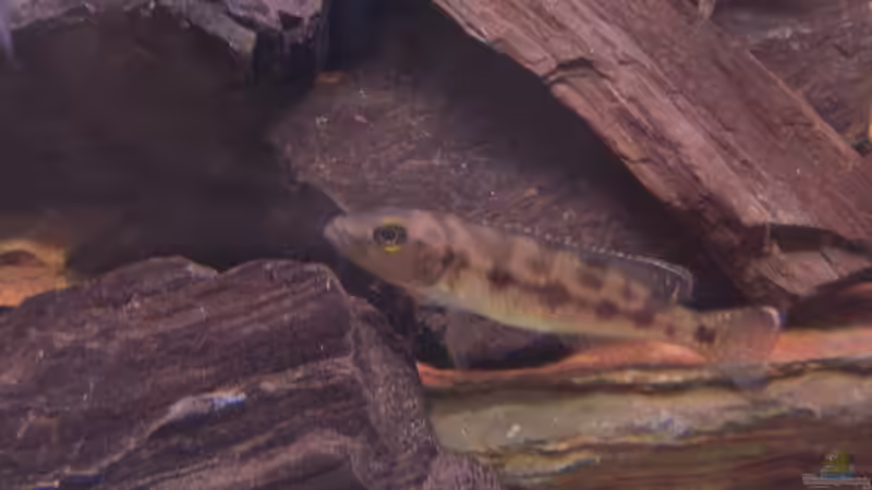 Besatz im Aquarium Becken 7438 von Rico Köhler (9)