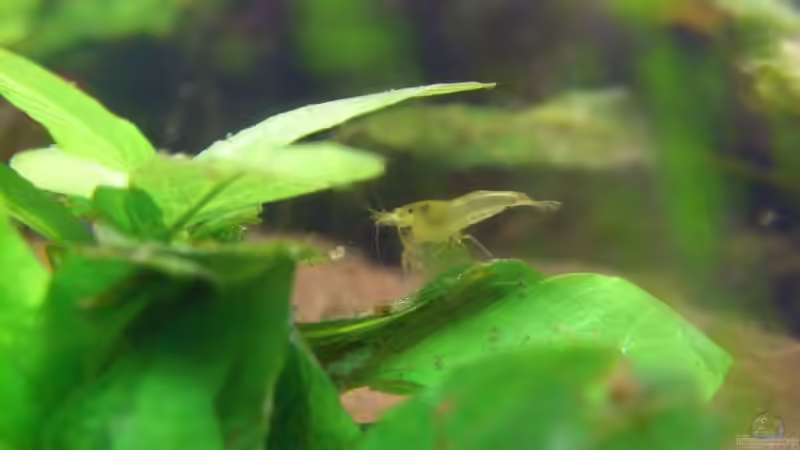 Besatz im Aquarium Becken 7442 von Molle (10)