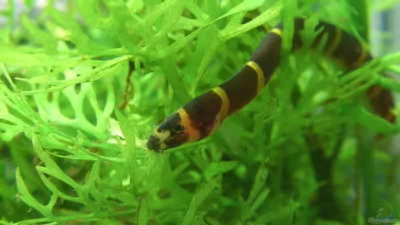 Besatz im Aquarium Becken 7442 von Molle (8)