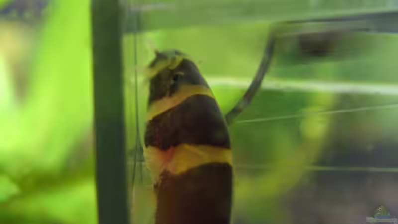 Besatz im Aquarium Becken 7442 von Molle (9)