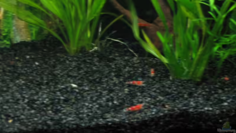 Besatz im Aquarium Becken 7461 von Westman (4)