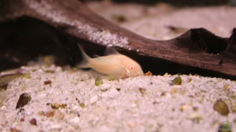 Besatz im Aquarium Becken 7466 von Daniel (12)