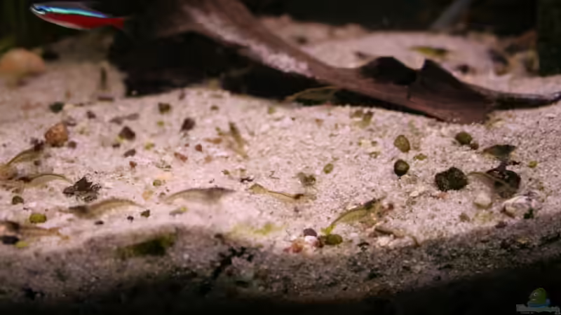 Besatz im Aquarium Becken 7466 von Daniel (14)