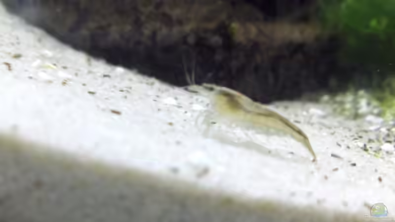 Besatz im Aquarium Becken 7470 von Daniel (15)