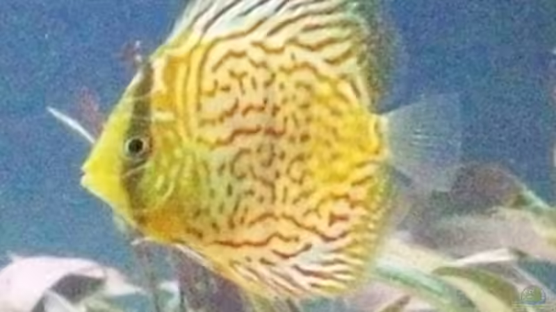 Besatz im Aquarium Becken 7480 von Sascha Hentrich (10)