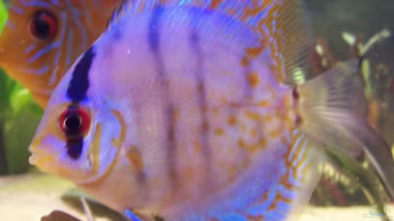 Besatz im Aquarium Becken 7480 von Sascha Hentrich (12)