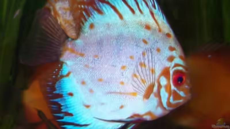 Besatz im Aquarium Becken 7480 von Sascha Hentrich (13)