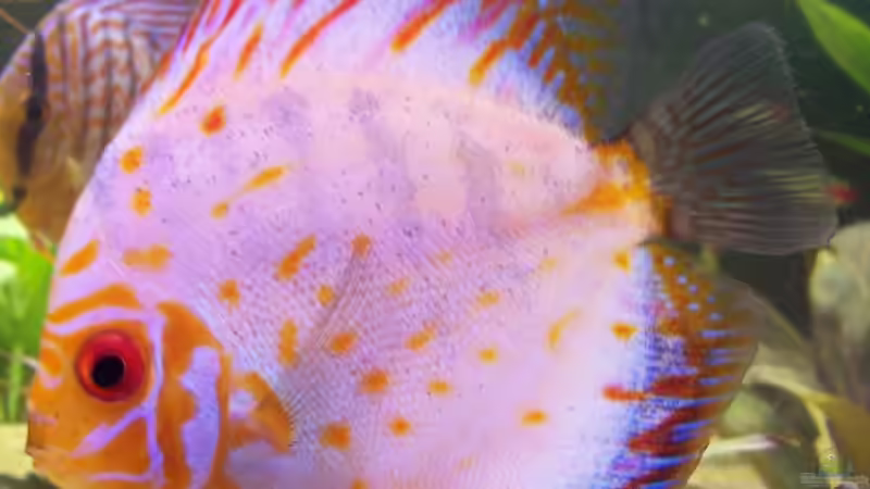 Besatz im Aquarium Becken 7480 von Sascha Hentrich (14)