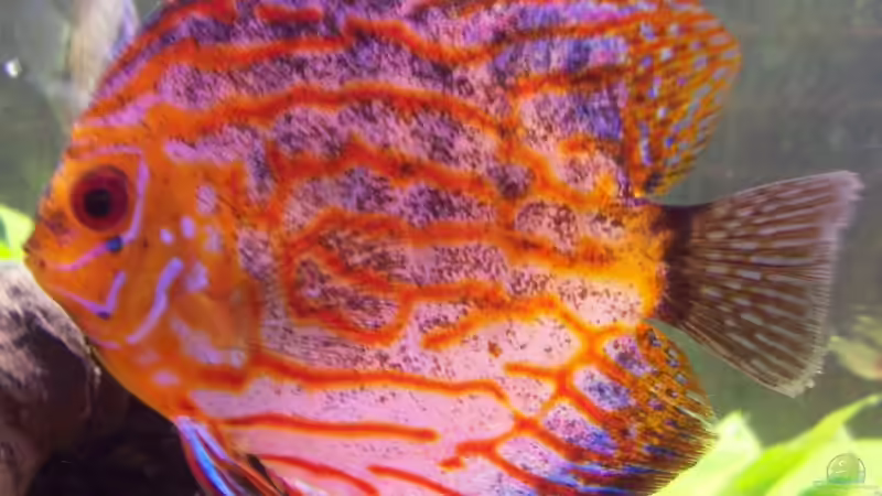 Besatz im Aquarium Becken 7480 von Sascha Hentrich (15)