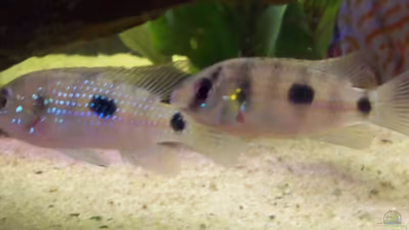 Besatz im Aquarium Becken 7480 von Sascha Hentrich (16)