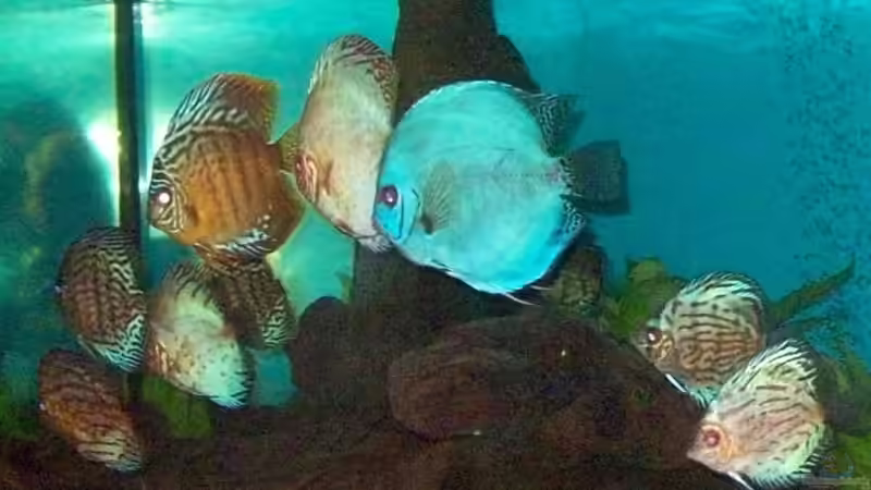 Besatz im Aquarium Becken 7480 von Sascha Hentrich (7)