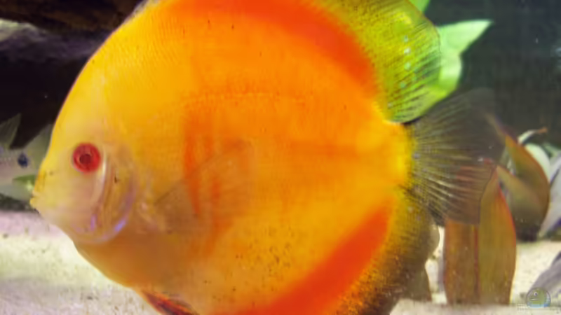 Besatz im Aquarium Becken 7480 von Sascha Hentrich (8)