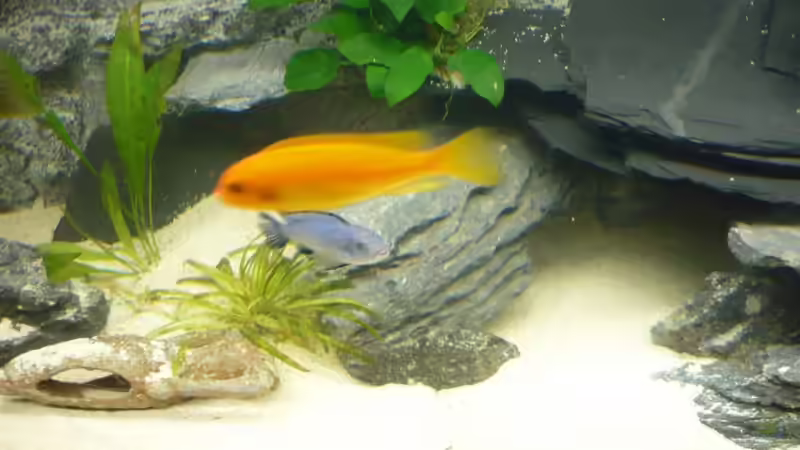 Besatz im Aquarium Becken 7487 von tobinord (5)