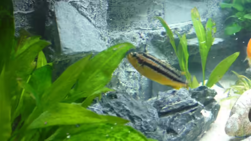 Besatz im Aquarium Becken 7487 von tobinord (6)