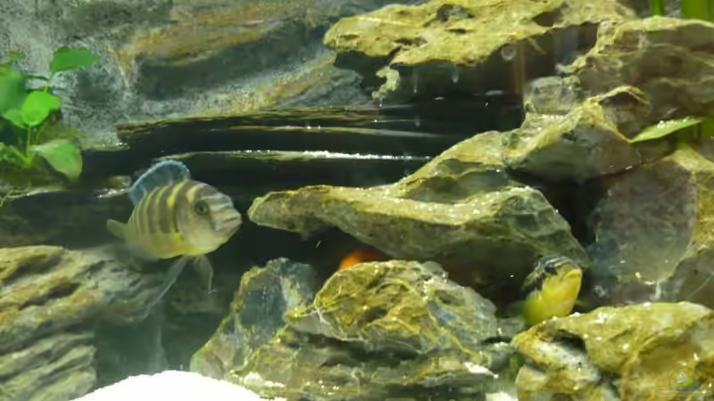 Besatz im Aquarium Becken 7487 von tobinord (8)