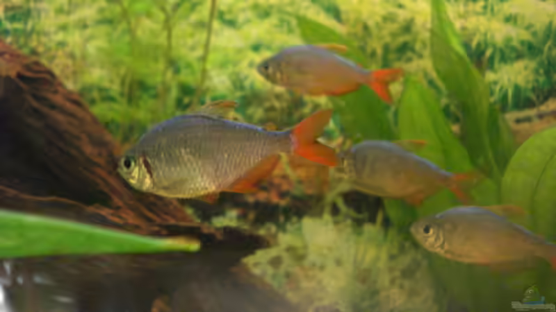 Besatz im Aquarium Becken 7498 von Matthias Reiff (10)