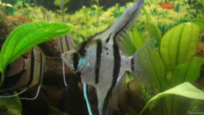 Besatz im Aquarium Becken 7498 von Matthias Reiff (6)