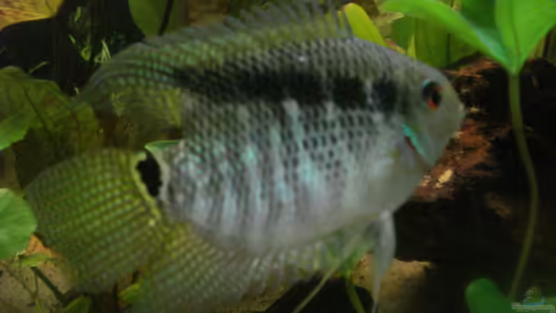 Besatz im Aquarium Becken 7498 von Matthias Reiff (7)