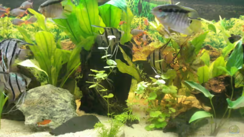 Besatz im Aquarium Becken 7498 von Matthias Reiff (8)