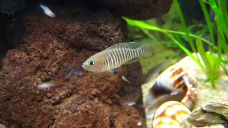 Besatz im Aquarium Becken 7503 von André Martin (16)