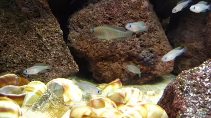 Besatz im Aquarium Becken 7503 von André Martin (18)