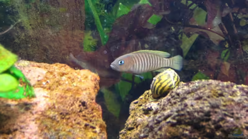 Besatz im Aquarium Becken 7503 von André Martin (19)