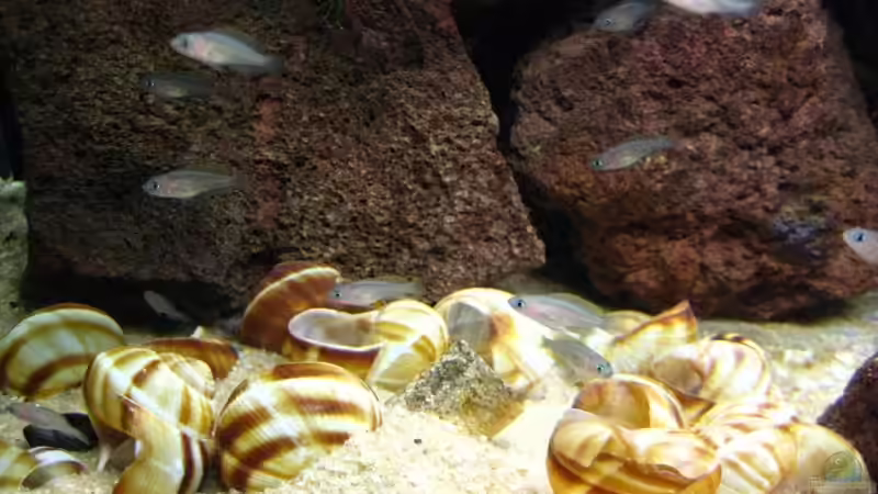 Besatz im Aquarium Becken 7503 von André Martin (20)