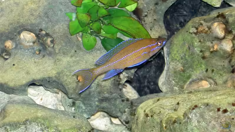 Besatz im Aquarium Becken 755 von Reinhard Boll (5)