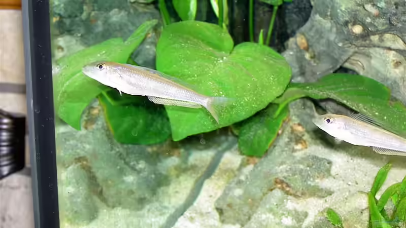 Besatz im Aquarium Becken 755 von Reinhard Boll (6)