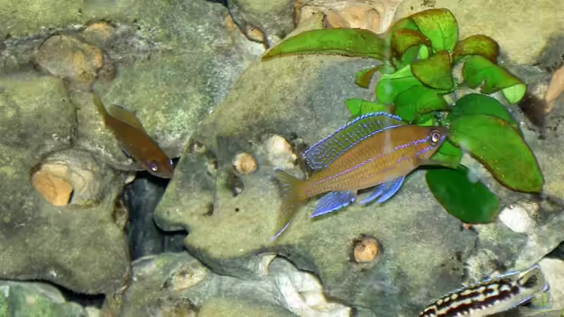 Besatz im Aquarium Becken 755 von Reinhard Boll (7)