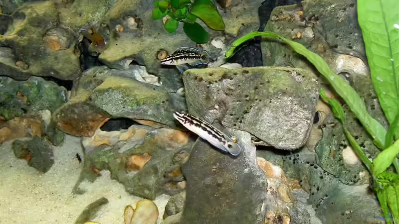 Besatz im Aquarium Becken 755 von Reinhard Boll (8)