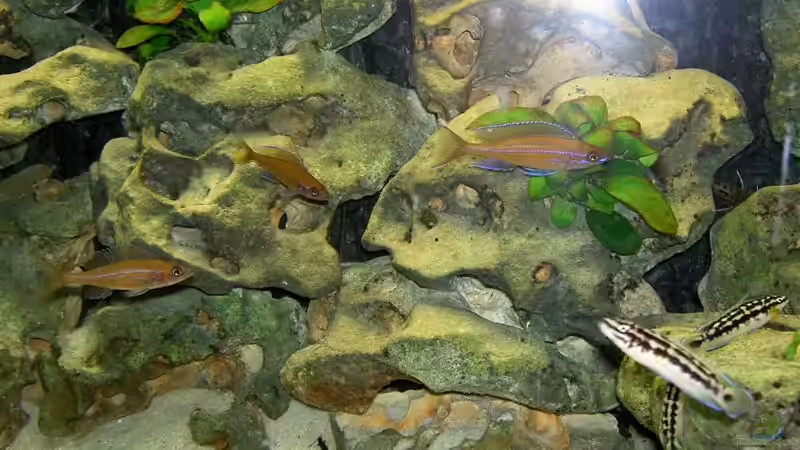 Besatz im Aquarium Becken 755 von Reinhard Boll (9)