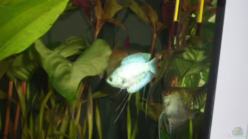 Besatz im Aquarium Becken 7551 von Joernfie (6)