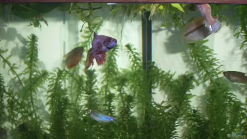 Besatz im Aquarium Becken 7551 von Joernfie (7)