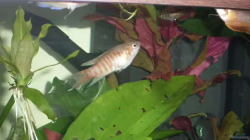 Besatz im Aquarium Becken 7551 von Joernfie (8)